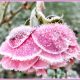 Winterzauber