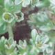 Scleranthus / Einjähriger Knäuel