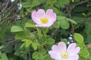 Wild Rose / Heckenrose