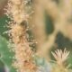 Sweet Chestnut / Edelkastanie