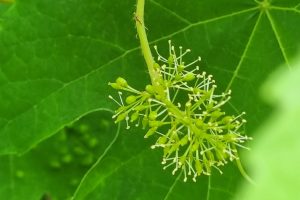 Vine / Weinrebe