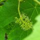 Vine / Weinrebe