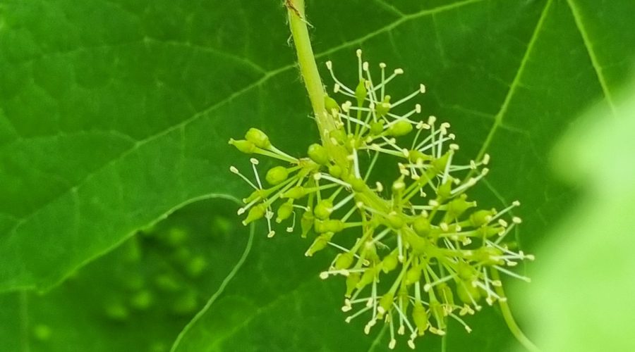 Vine / Weinrebe