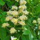 White Chestnut / Rosskastanie