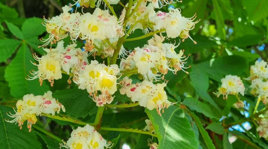 White Chestnut / Rosskastanie