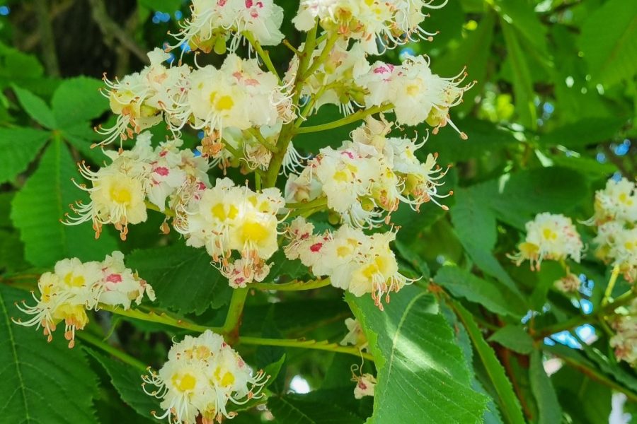 White Chestnut / Rosskastanie