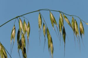 WILD OAT / WILDER HAFER