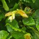 Hornbeam /Hainbuche
