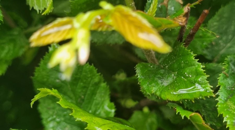 Hornbeam /Hainbuche