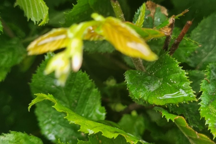 Hornbeam /Hainbuche