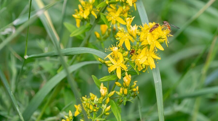 Agrimony / Odermennig