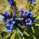 Gentian / Herbstenzian