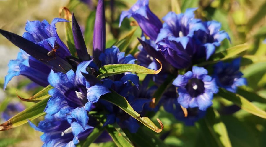 Gentian / Herbstenzian