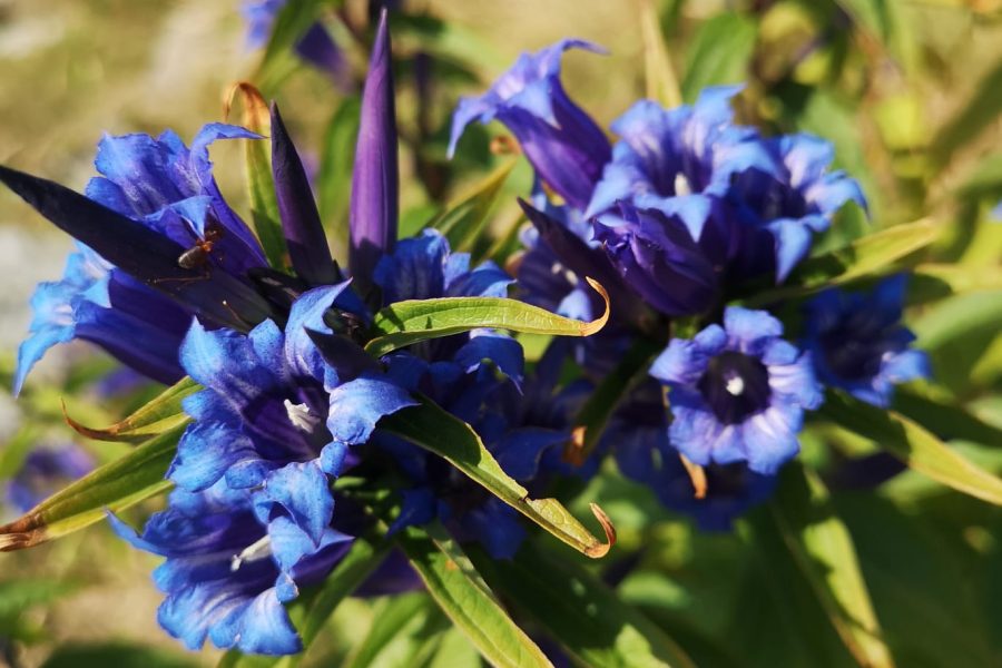Gentian / Herbstenzian