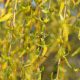 Willow / Weide