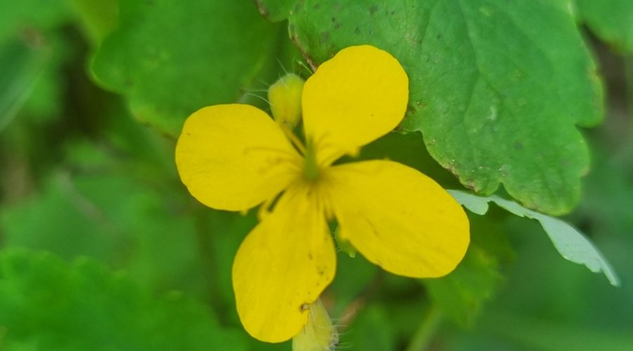 Imaptiens / Springkraut