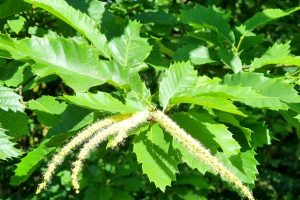 Sweet Chestnut / Edelkastanie