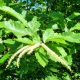 Sweet Chestnut / Edelkastanie