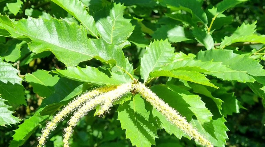 Sweet Chestnut / Edelkastanie