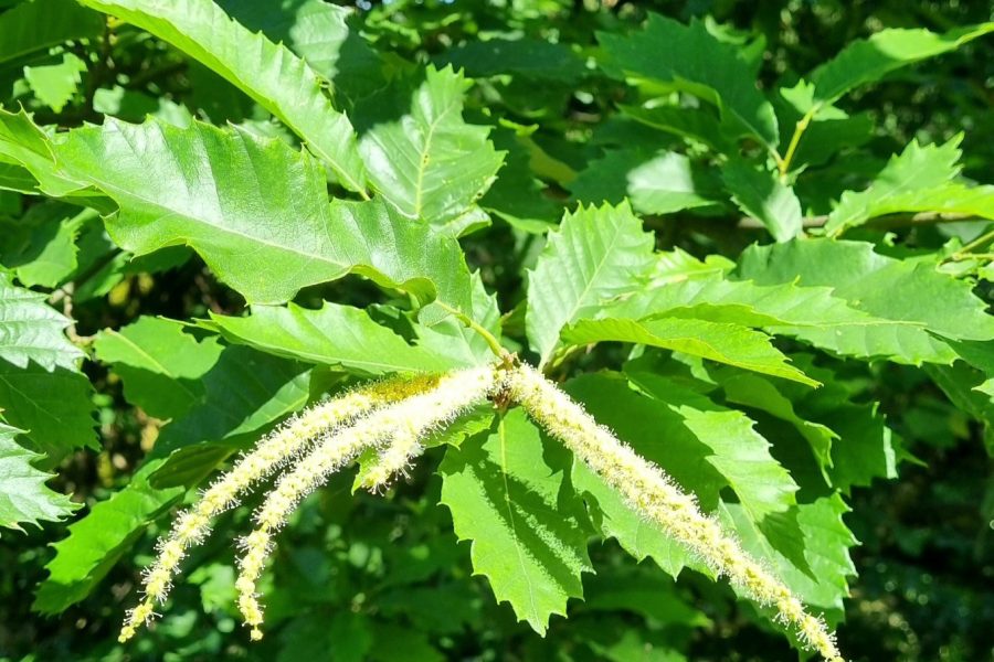 Sweet Chestnut / Edelkastanie