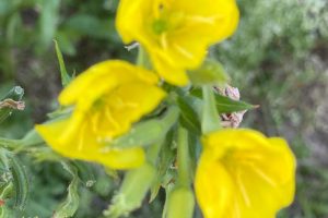 Rock Rose / Sonnenröschen