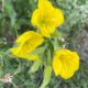 Rock Rose / Sonnenröschen