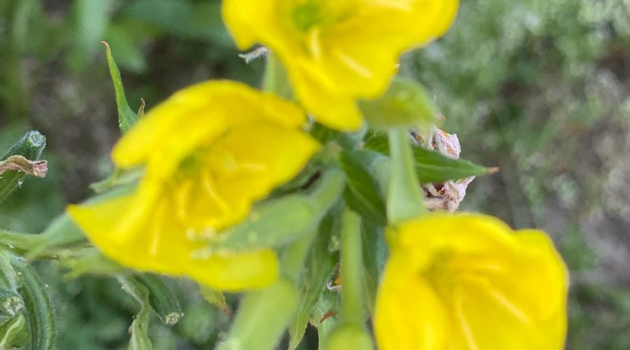 Rock Rose / Sonnenröschen