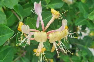 Honeysuckle / Geissblatt