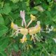 Honeysuckle / Geissblatt