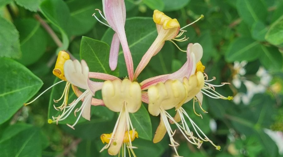 Honeysuckle / Geissblatt