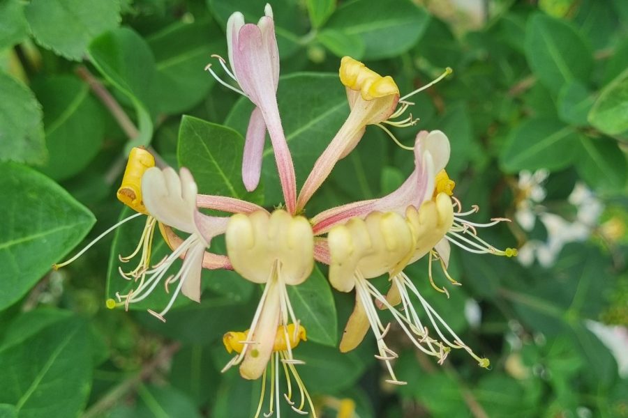 Honeysuckle / Geissblatt