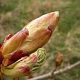 Chestnut Bud – Knospe der Roßkastanie