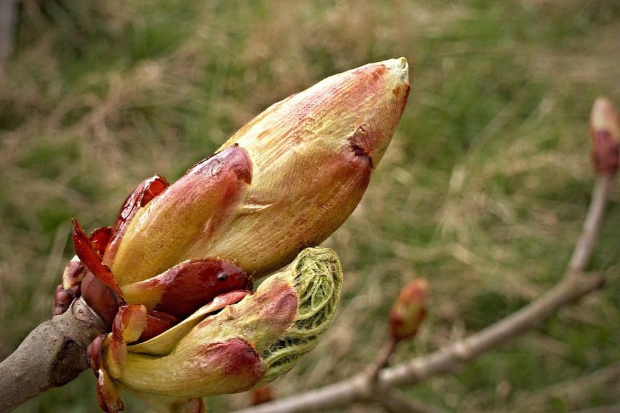 Chestnut Bud – Knospe der Roßkastanie